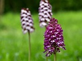 42_Hybride Orchis militaire x pourpre_4
